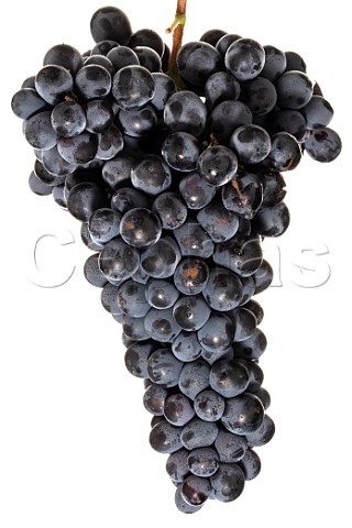 Cinsault grapes