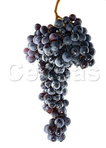 Merlot grapes Clos Apalta Colchagua Valley Chile