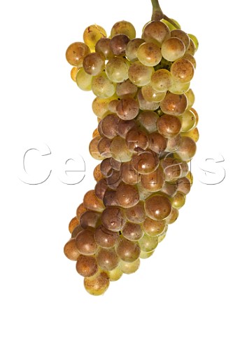 Roussanne grapes
