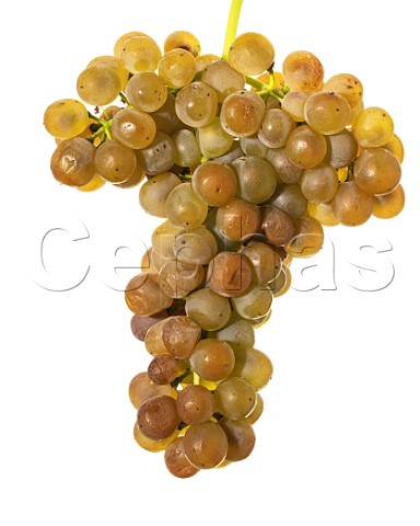 Viognier grapes