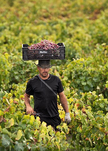 Picker carrying crate of Moscatel Rosada grapes on his head in vineyard of Via Morand Maule Valley Chile