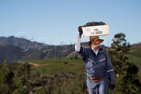 Harvesting Cabernet Franc grapes in vineyard of Via Los Vascos Colchagua Valley Chile