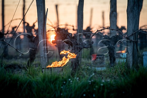 Candles burning in vineyard during subzero temperatures of 20 March 2021 Pomerol Gironde France Pomerol  Bordeaux