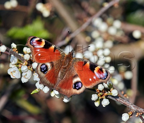 Peacock butterfly nectaring on blackthorn flowers Hurst Meadows East Molesey Surrey