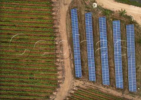 Solar panels in vineyard of Aresti Curico Valley Chile