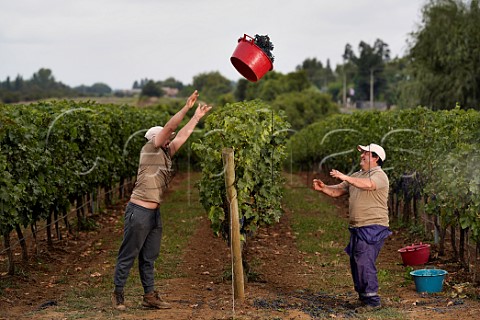 Pickers throw a crate of Cabernet Sauvignon grapes over the row in vineyard of Aresti Curico Valley Chile