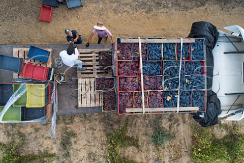 Crates of harvested Carignan and Moscatel Rosada grapes  Via Morand Maule Valley Chile