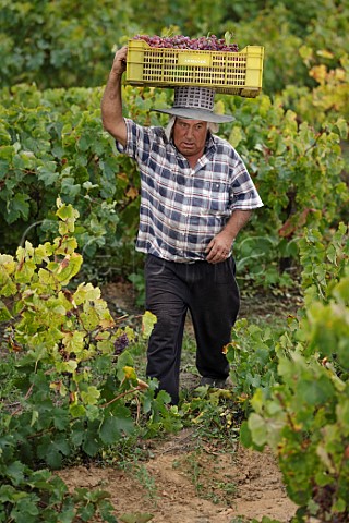 Picker carrying crate of Moscatel Rosada grapes in vineyard of Via Morand  Maule Valley Chile