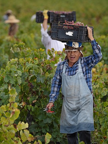 Pickers carrying crates of Moscatel Rosada grapes in vineyard of Via Morand  Maule Valley Chile