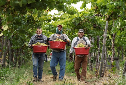 Pickers with crates of Chardonnay grapes in vineyard of Via Wines  Valle de los Artistas Colchagua Chile
