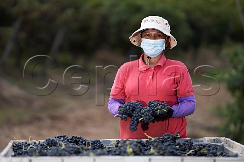 Masked picker with Syrah grapes in vineyard of Montes Apalta Colchagua Valley Chile