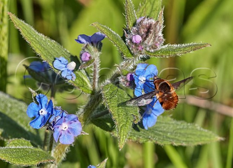 Darkedged beefly nectaring on green alkanet Hurst Meadows East Molesey Surrey England
