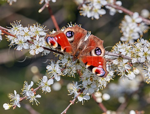 Peacock butterfly nectaring on blackthorn flowers Hurst Meadows East Molesey Surrey