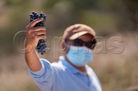 Masked picker with a bunch of Cabernet Sauvignon grapes in vineyard of Terranoble  Colchagua Valley Chile