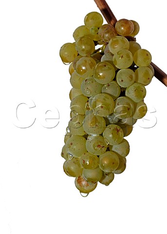 Chardonnay grapes