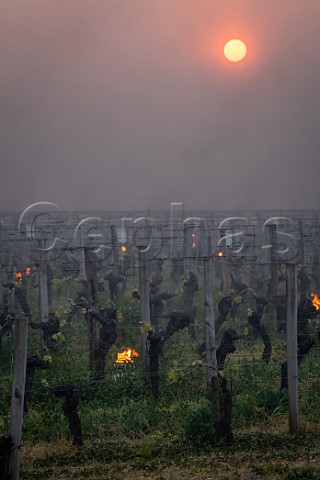 Smoke from candles burning in vineyard at dawn during subzero temperatures of 7 April 2021 Pomerol Gironde France Pomerol  Bordeaux