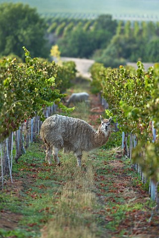 Alpaca grazing in Cabernet Sauvignon vineyard of Terranoble Colchagua Valley Chile