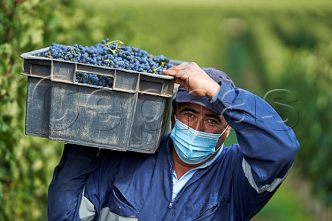 Picker carrying crate of Cabernet Sauvignon grapes in vineyard of Terranoble Colchagua Valley Chile