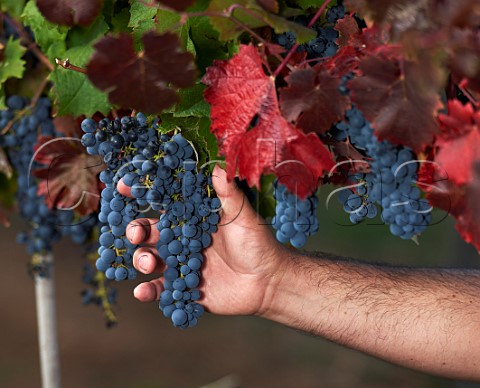 Hand holding bunch of Carmenre grapes in vineyard of Terranoble Colchagua Valley Chile