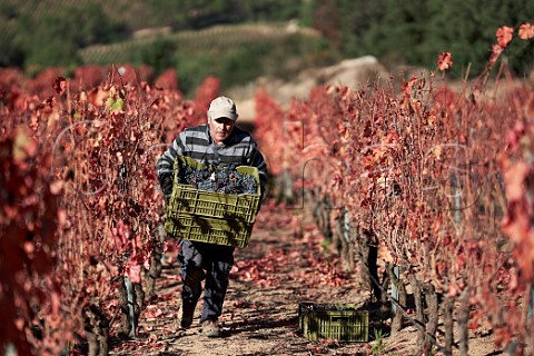 Picker carrying crates of Carmenre grapes in Clos Apalta vineyard of Lapostolle Colchagua Valley Chile