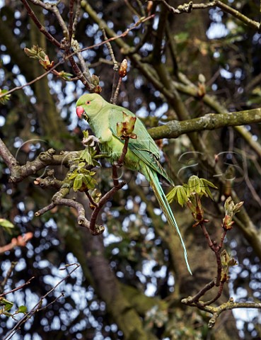 Ringnecked Parakeet eating horse chestnut leaves Hurst Meadows East Molesey Surrey UK