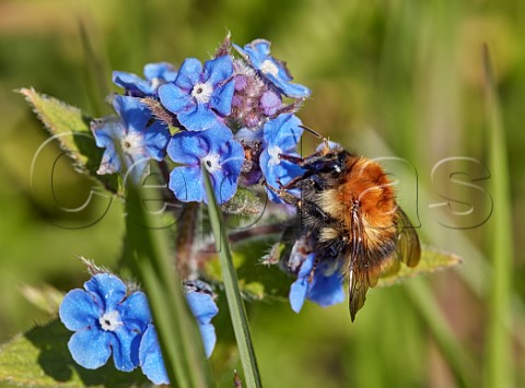 Common Carder Bee on Green Alkanet Hurst Meadows East Molesey Surrey UK