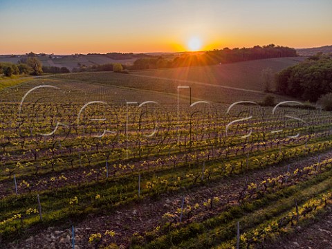 Sunset over vineyards in spring at Omet Near Cadillac Gironde France  EntreDeuxMers  Bordeaux
