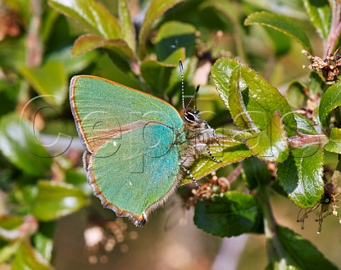 Green Hairstreak Molesey Reservoirs NR West Molesey Surrey UK