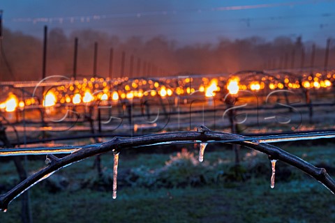 Ice coated vine trial of a water spray system with candles burning during subzero temperature at Chilworth Manor Vineyard Chilworth Surrey England