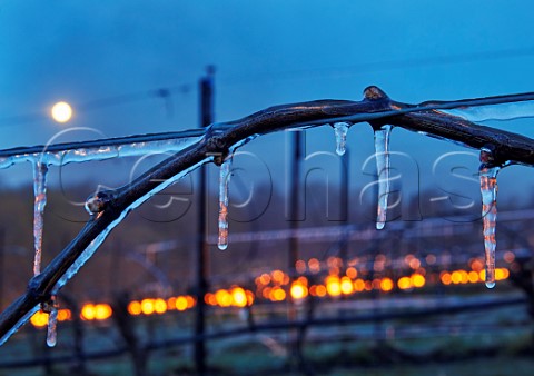 Ice coated vine trial of a water spray system with candles burning during subzero spring temperature at Chilworth Manor Vineyard Chilworth Surrey England