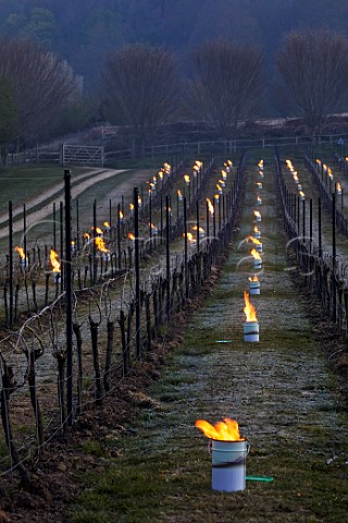 Candles burning on a frosty spring morning at Chilworth Manor Vineyard Chilworth Surrey England