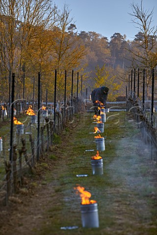 Extinguishing candles after sunrise on a frosty spring morning at Chilworth Manor Vineyard Chilworth Surrey England
