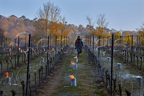 Extinguishing candles after sunrise on a frosty spring morning at Chilworth Manor Vineyard Chilworth Surrey England