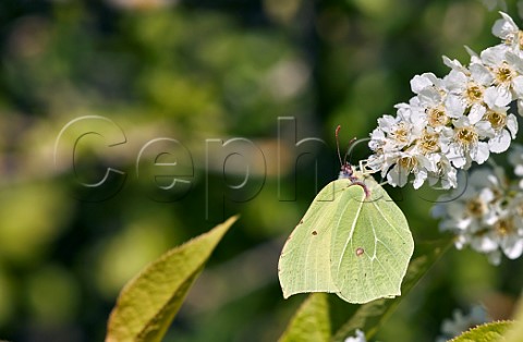 Brimstone nectaring on Bird Cherry flowers Molesey Reservoirs Nature Reserve West Molesey Surrey England