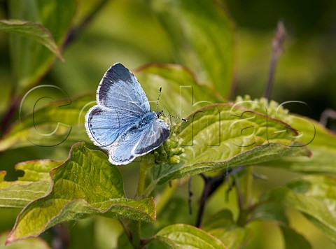 Holly Blue female Molesey Reservoirs nature reserve West Molesey Surrey England