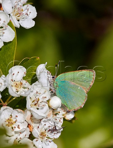 Green Hairstreak nectaring on hawthorn blossom Molesey Reservoirs Nature Reserve West Molesey Surrey UK