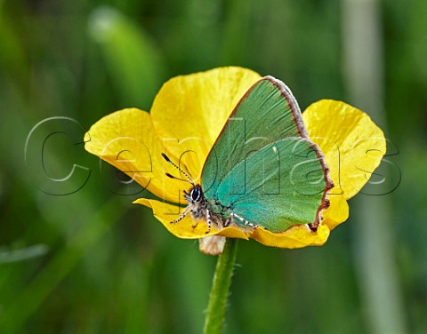 Green Hairstreak perched on buttercup Molesey Reservoirs Nature Reserve West Molesey Surrey England