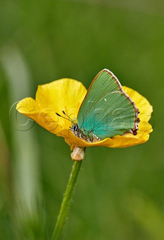Green Hairstreak perched on buttercup Molesey Reservoirs Nature Reserve West Molesey Surrey England