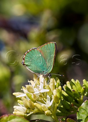 Green Hairstreak nectaring on Dogwood flowers Molesey Reservoirs Nature Reserve West Molesey Surrey England