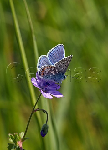 Common Blue on Cranesbill flower Molesey Reservoirs Nature Reserve West Molesey Surrey England