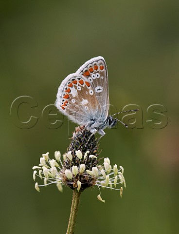 Northern Brown Argus perched on plantain flower Latterbarrow Nature Reserve Witherslack Cumbria England
