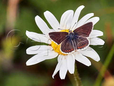 Northern Brown Argus nectaring on Oxeye Daisy Latterbarrow Nature Reserve Witherslack Cumbria England