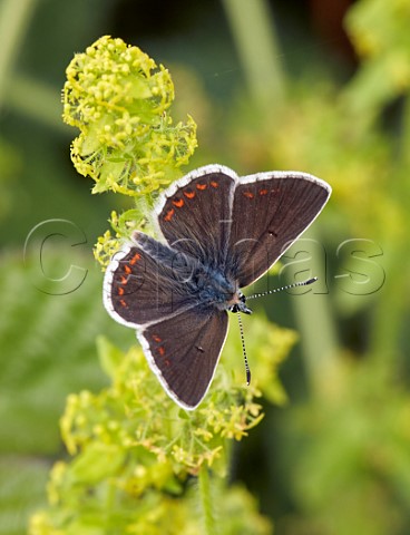 Northern Brown Argus Latterbarrow Nature Reserve Witherslack Cumbria England