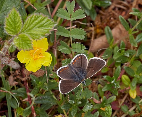Northern Brown Argus and Common Rockrose flower Latterbarrow Nature Reserve Witherslack Cumbria England