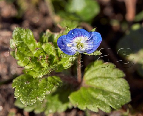 Common Field Speedwell Hurst Meadows East Molesey Surrey UK