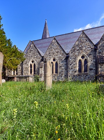 St Marys Church with Yellow Rattle flowering in its churchyard which is being rewilded  East Molesey Surrey UK