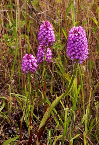 Pyramidal Orchid flowers Molesey Reservoirs Nature Reserve West Molesey Surrey England
