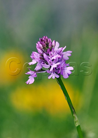 Pyramidal Orchid flowering in the rewilded churchyard of St Marys East Molesey Surrey UK