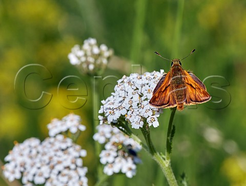 Large Skipper perched on Yarrow flower Hurst Meadows East Molesey Surrey England