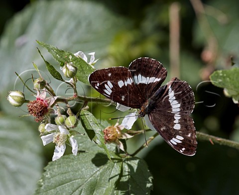 White Admiral nectaring on bramble flowers Arbrook Common Claygate Surrey UK